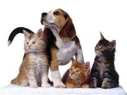 Resultado de imagen para fotos de muchos perros y gatos juntos