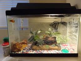 Image result for betta fish tank