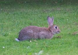 Image result for RABBIT