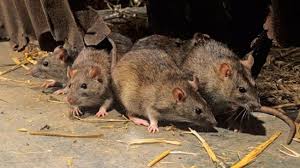 Image result for bubonic plague