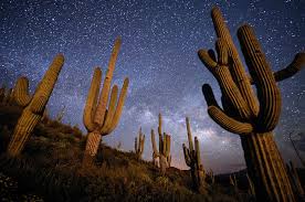 Image result for saguaro cactus