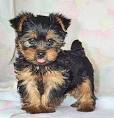 How big does a yorkie poo get