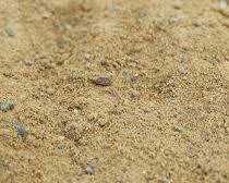 รูปภาพSand soil