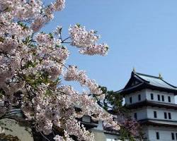 松前公園の桜の画像