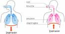 Renouvellement de l'air dans les poumons