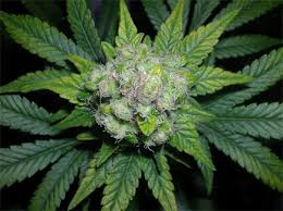 Image result for marijuana plant