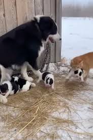 A Cat's Brave Moment in the Snow 🐾❄️ | Courage and ...