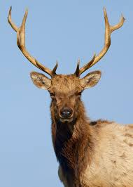 Picture of Tule elk