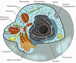 Resultado de imagen para celula eucariota