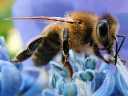 Resultado de imagem para abelha na flor e borboleta