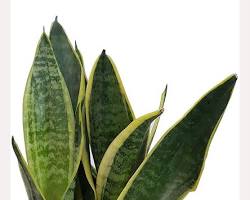 Snake Plant on Amazon