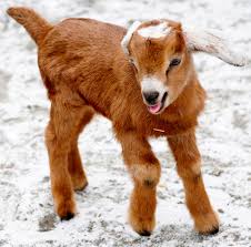 Image result for GOAT
