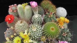 Resultado de imagen para jardineria en miniatura