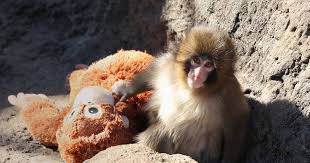 Avec sa peluche, Punch, le bébé macaque qui a conquis Internet, exprime «un besoin de contact pour se développer