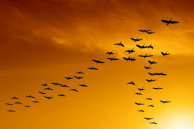 aves volando