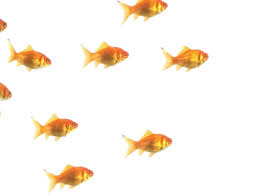 Image result for fish gif