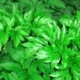 Image result for health benefits of longevity spinach