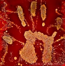 ব্যাকটেরিয়া চাষ 