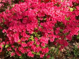 Image result for Azalea azaleas