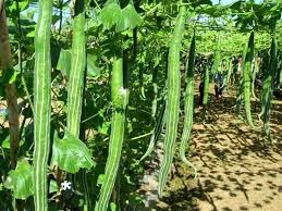 Image result for শীতকালীন সবজি চাষ