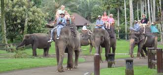 Hasil gambar untuk ELEPHANT RIDE BALI