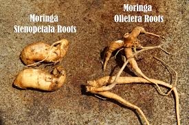 Image result for moringa root