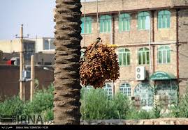 قطعی برق در خرماپزان قصرشیرین داد مردم را درآورد