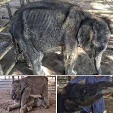The 3-month-old elephant was so skinny and malnourished that ...