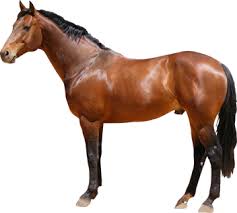 Image result for HORSE