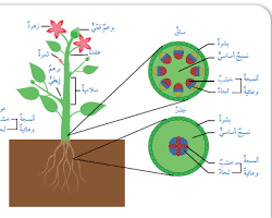 Image of تركيب الجذور في الأنسجة النباتية