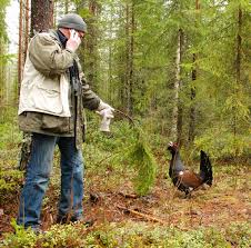 Image result for capercaillie