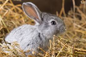 Image result for RABBIT