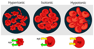 Image result for picture of  the red blood cells