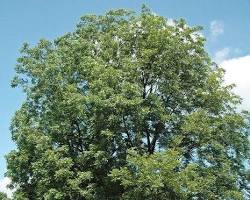 Image of Pecan (Carya illinoinensis) tree