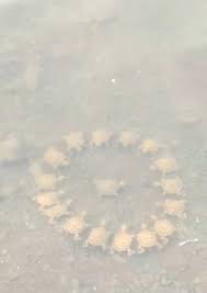 Nataliq Simeonova (@nataliq.simeonova0)'s videos with Autumn leaf fall - Sergey Grischuk | TikTok