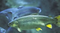 Anxiety drugs found in rivers make salmon take more risks
