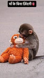 Shumpei Miyoshi's Monkey Love