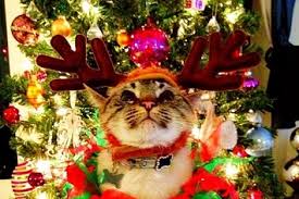 Image result for cats at christmas