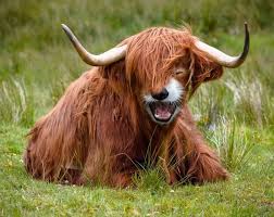 Image result for crazy animals