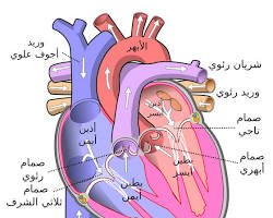 Image of القلب