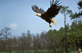 Image result for eagles