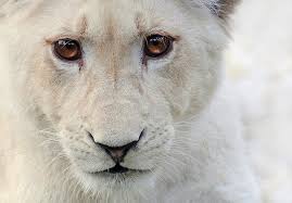 White Lion Cub ... Izulu Photograph - white-lion-cub-izulu-stephie-butler