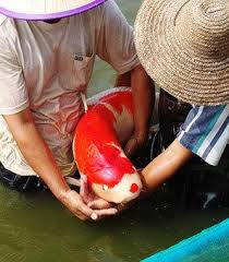 Hasil gambar untuk ikan koi terbesar di dunia