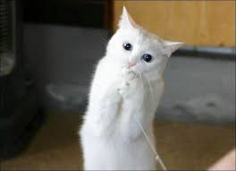 Résultat de recherche d'images pour "s'il vous plait"