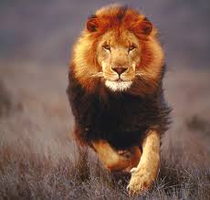 Image result for lions
