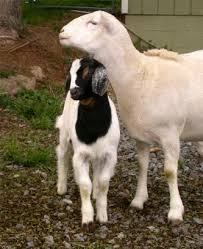 Image result for GOAT