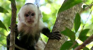 Image result for MONKEYS