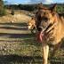 Chip shop dog Jack gets new start in life after ruff times in New Norfolk