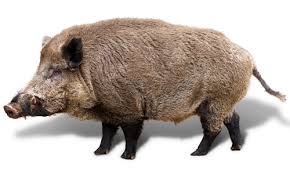 멧돼지에 대한 이미지 검색결과