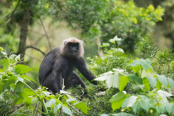 Nilgiri Langur, Semnopithecus johnii - New England Primate Conservancy